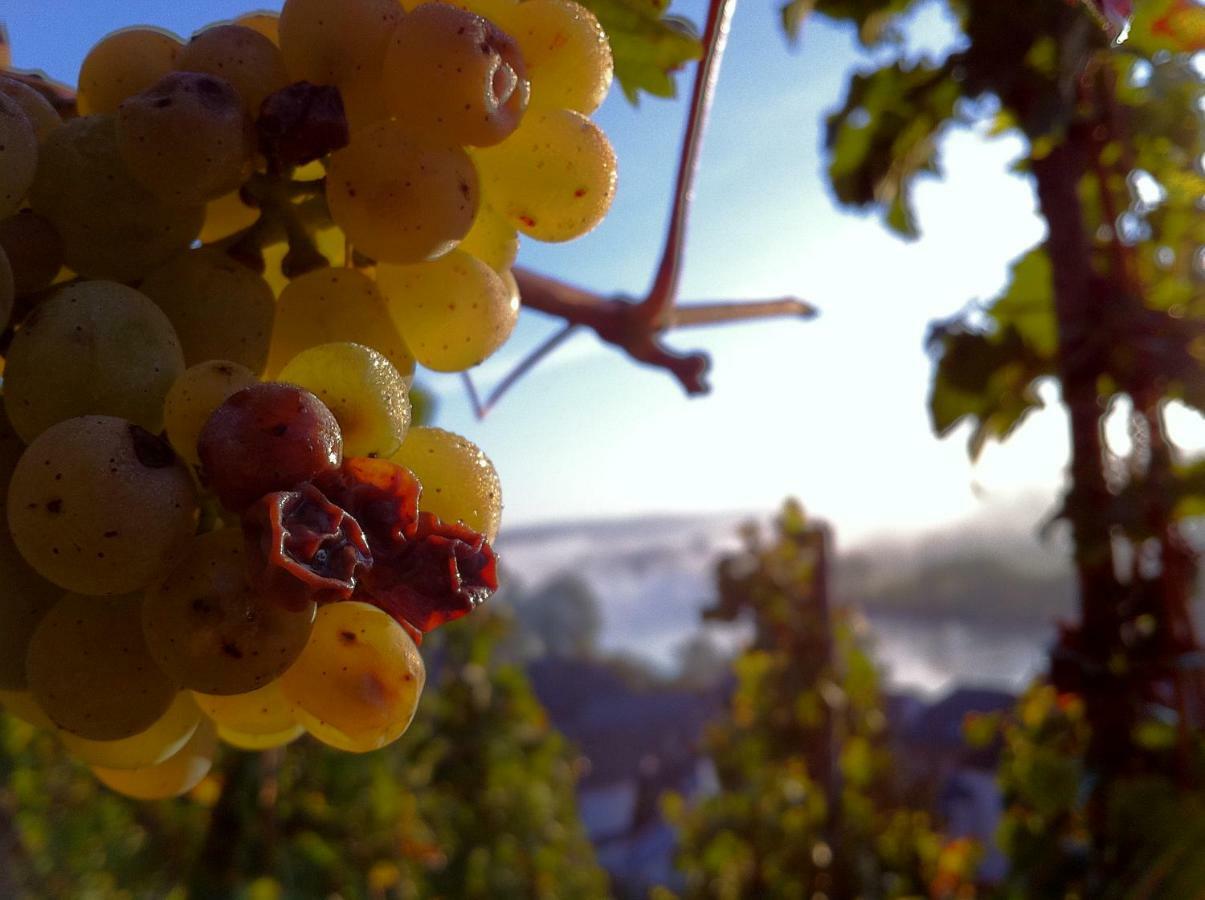 Gaestehaus Weingut Meierer Kesten Exterior foto